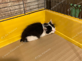 Beautiful barn kittens for sale