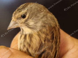 Linnet cock