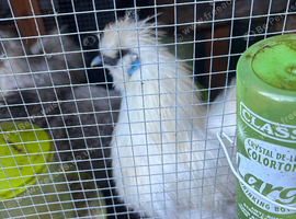Beautiful Silkie Boy