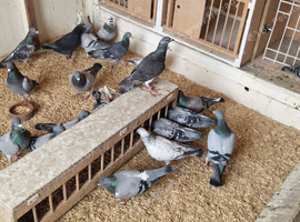Racing pigeons
