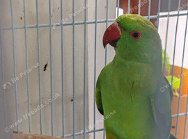 Indian Ringneck Parakeets &ndash; 4 Months Old