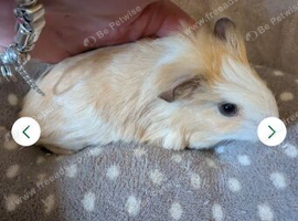Baby boy Guinea pigs for sale