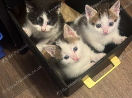 Kittens for sale 3 boys & 3 girls beautiful colours