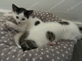 9 weeks old male kittens