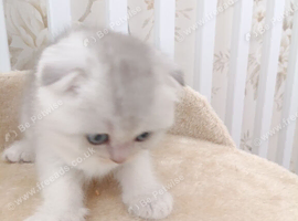 Kitten