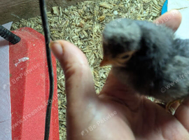 Day old polish chicks