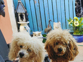 Cavapoo Young Adults  Female and Male, Apricot and Red Super Affectionate Both.