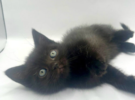 Beautiful British  shorthair cross kittens