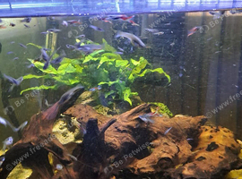 Endler guppies/platties