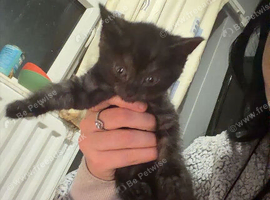 Last kitten for sale