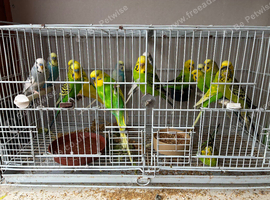 Budgies