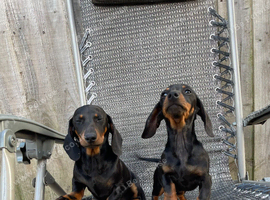 Miniature dachshund