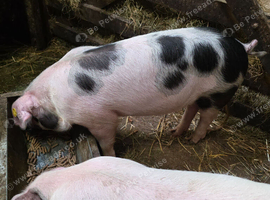 GOS Weaners available