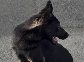 BELGIAN SHEP /CHECK SHEPHERD