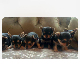 Chihuahua x Yorkshire terriers
