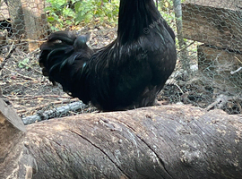Black Cockerel for new home