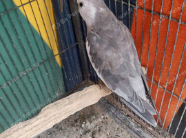 Male cockatiel for sale