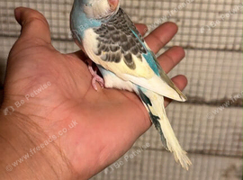 Budgies for sale