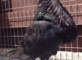 Black Spanish laudino cock birds available