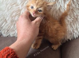 Maine coon kitten