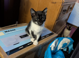 Siamese cross Ragdoll kittens & Black/ white kittem