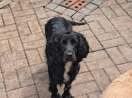 Mazie