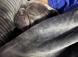 Male 3 years old frenchie
