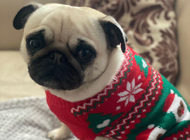 Pug