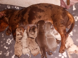 Stunning Merle Dachshund Puppies - Vaccinated, Chipped & Vet Checked