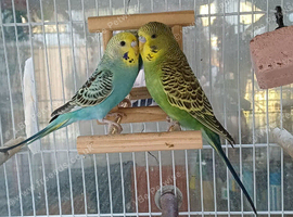 Pair of young budgies