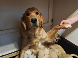 STUNNING GOLDEN RETRIEVERS READY SOON!