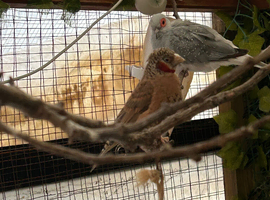 Cut throat finch male