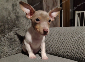 Jack Russell puppy