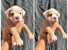 7 olde English bulldog
