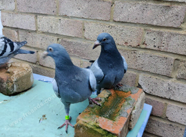 Racing Pigeons