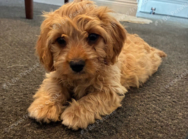 8 cavapoo & 5 dash hound x Doxiepoo puppies available now