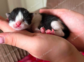 Black and white kitten