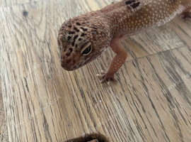 Female adult leopard gecko - friendly and calm