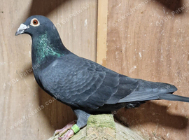 COMPLETE LOFT CLEARANCE - MARATHON & LONG DISTANCE RACING PIGEONS