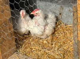 White pekin bantam Roos
