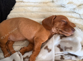 Miniature Dachshund