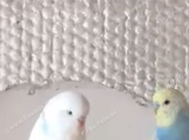 Beautiful Young Budgies For Sale bradford &ndash; Possible Rainbow Mutations! in Bradford in Bradford