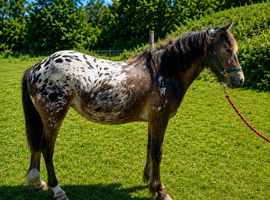 Stunning Appaloosa Yearling Filly &ndash; Dakota