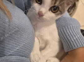 6 Month Kitten