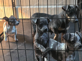 Jack Russell puppies