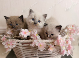 RAGDOLL KITTENS
