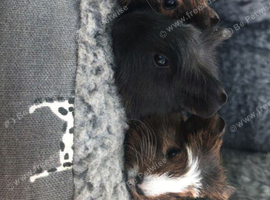 5 baby guinea pigs