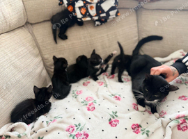 Kittens for sale