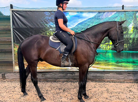 Sotty lovely sweet kind natured standard bred gelding