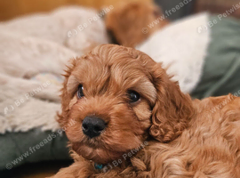 UNO F1 CAVAPOO DNA TESTED PARENTS